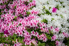 建中寺　ツツジ　７