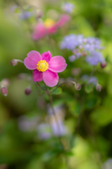 シュウメイギク