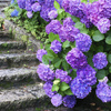 紫陽花
