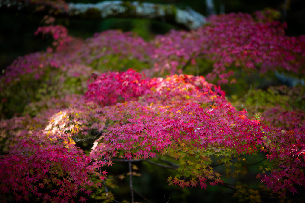 松平郷