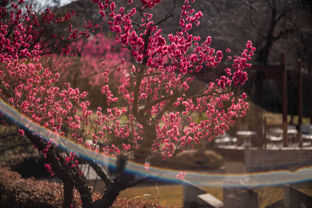 良いフレア　紅梅２