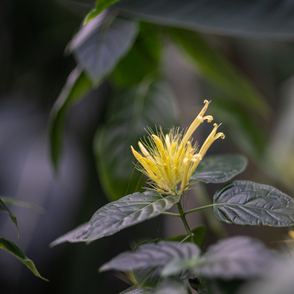 温室の花