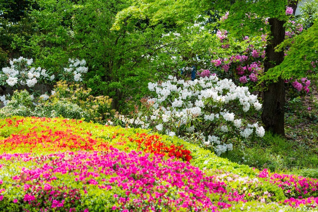 江戸のツツジ１