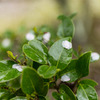 雨桜３