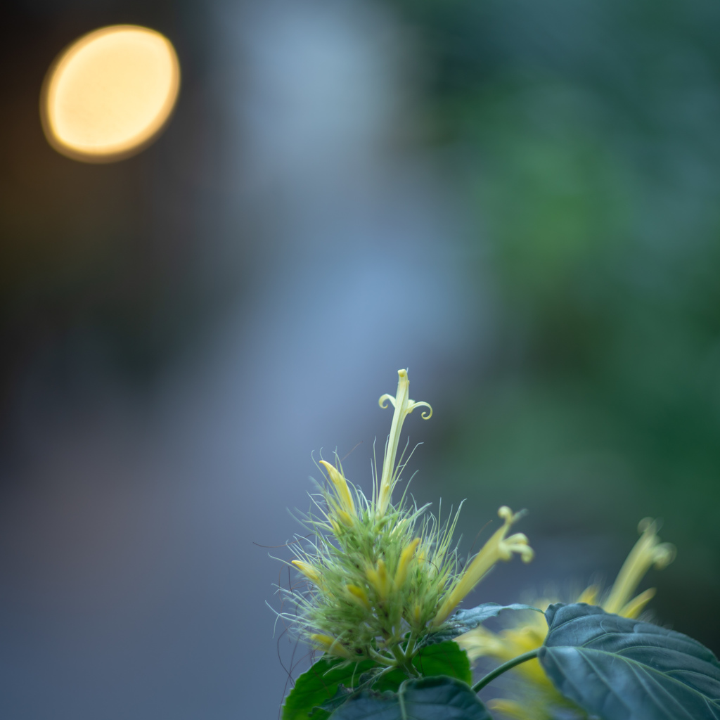 温室の花