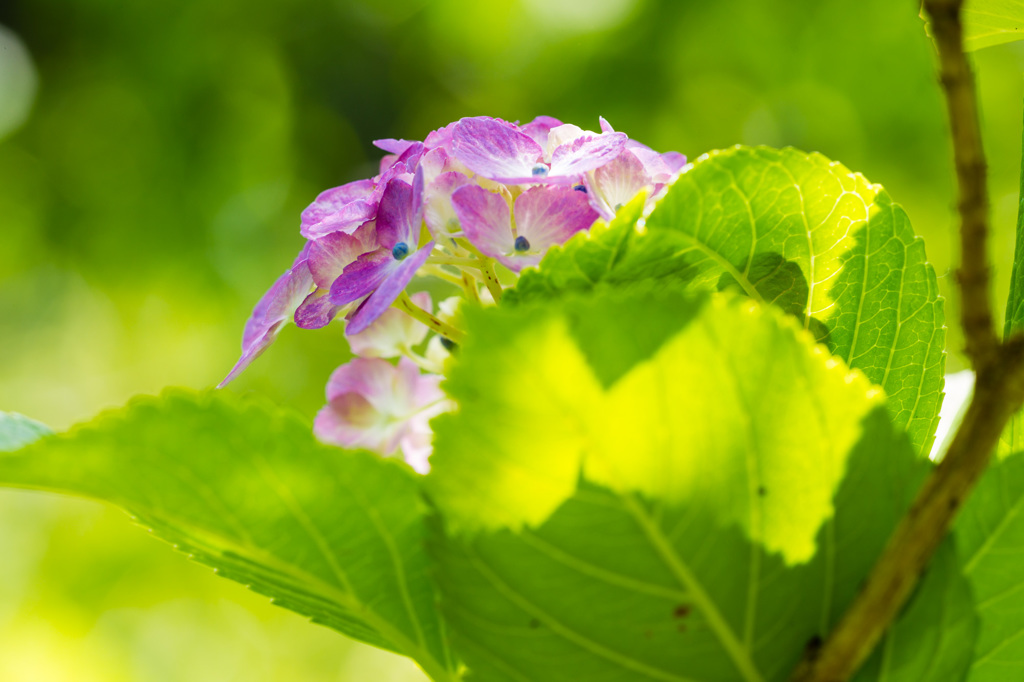 本光寺（あじさい寺）５