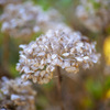 紫陽花