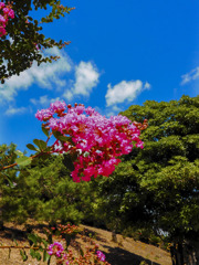 百日紅