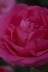 薔薇 薔薇