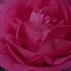 薔薇