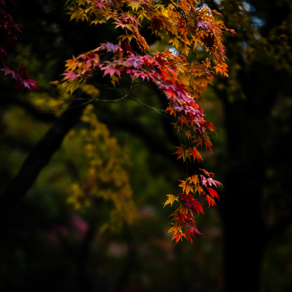 雨模様垂れ紅葉