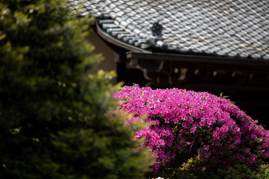 建中寺　ツツジ１