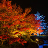 紅葉イルミネーション