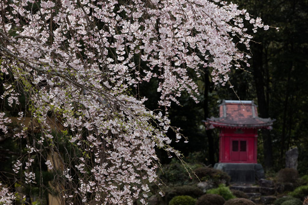 高月院　枝垂桜３