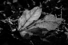 白黒植物図鑑２