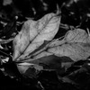 白黒植物図鑑２