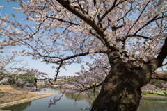 桜 名古屋城