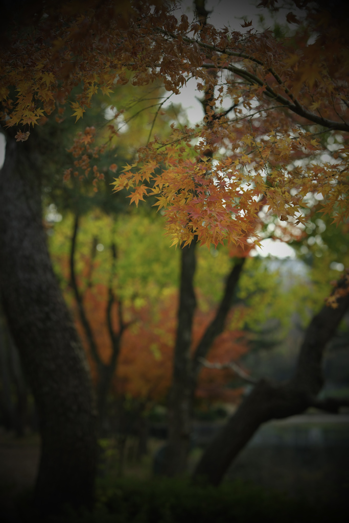紅葉