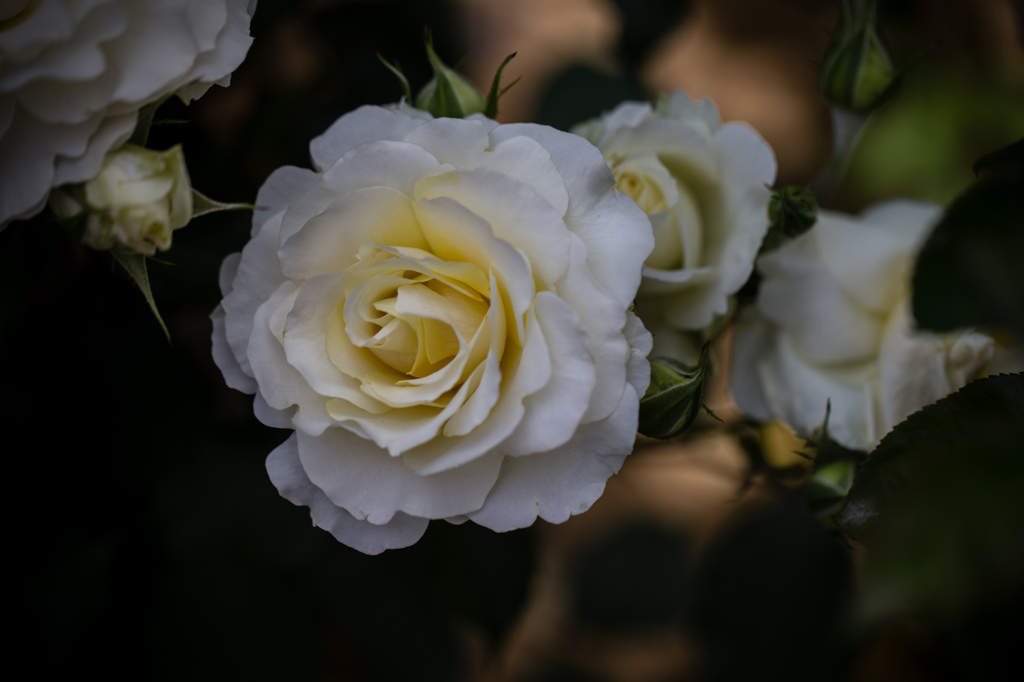 通気経路の薔薇　３