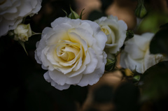 通気経路の薔薇　３