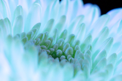 Center of the Blue Chrysanthemum