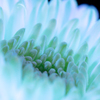 Center of the Blue Chrysanthemum