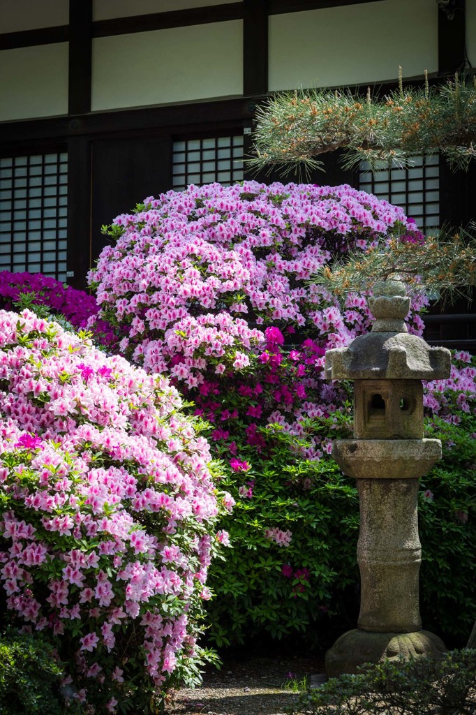 建中寺　ツツジ　２