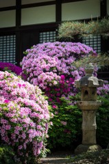 建中寺　ツツジ　２