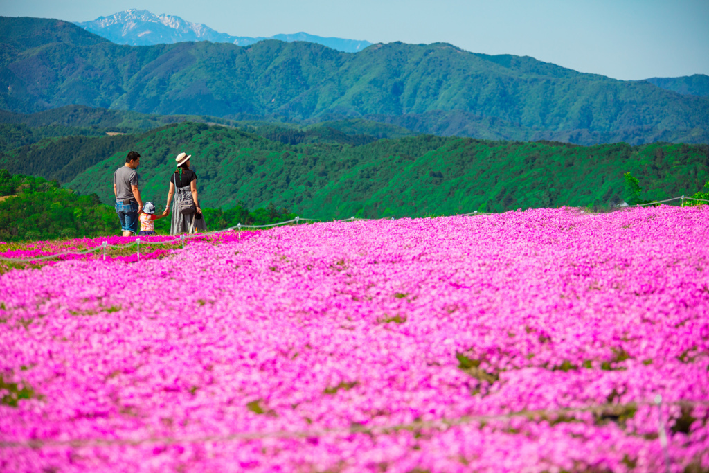 茶臼山高原　芝桜