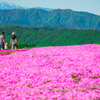 茶臼山高原　芝桜