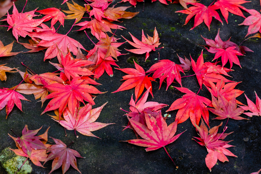散らし紅葉