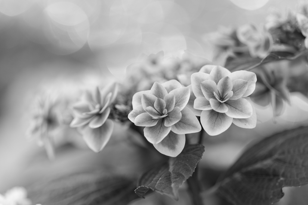 丹精こもった紫陽花