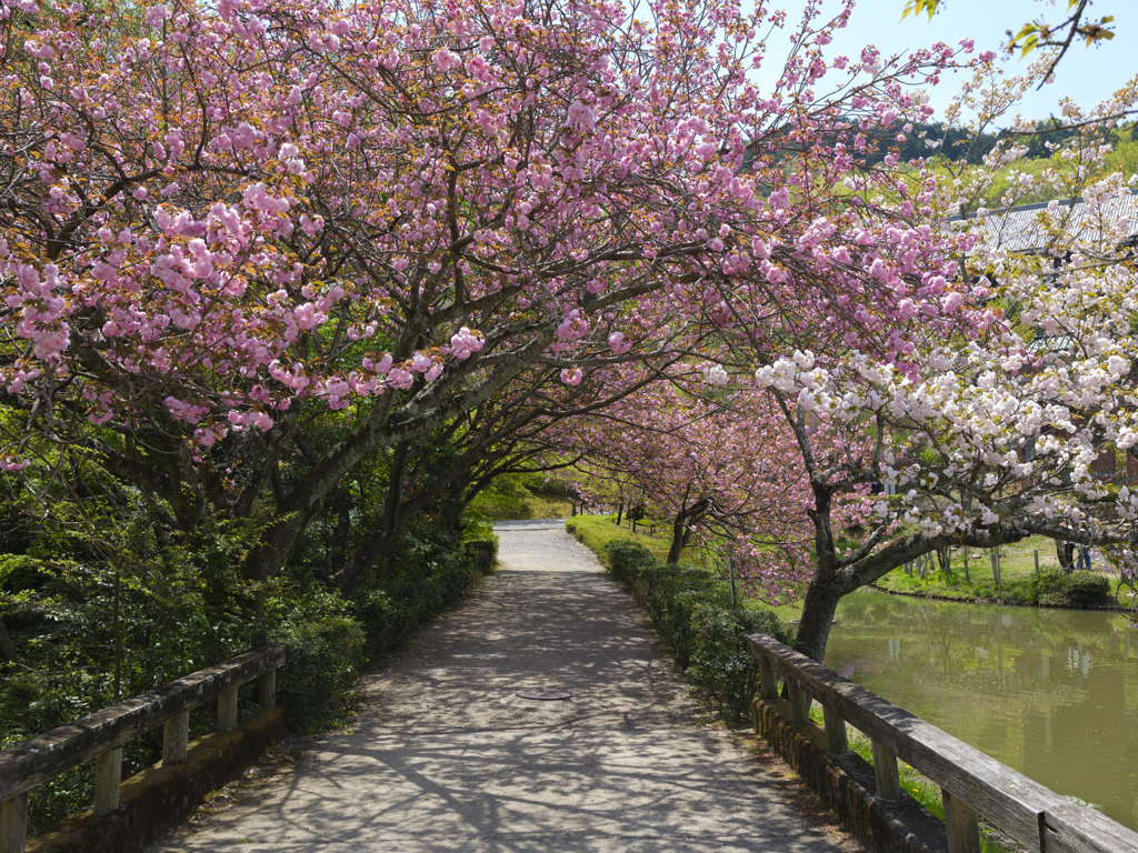 桜道