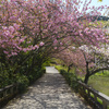 桜道