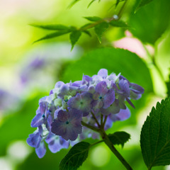 本光寺（あじさい寺）２