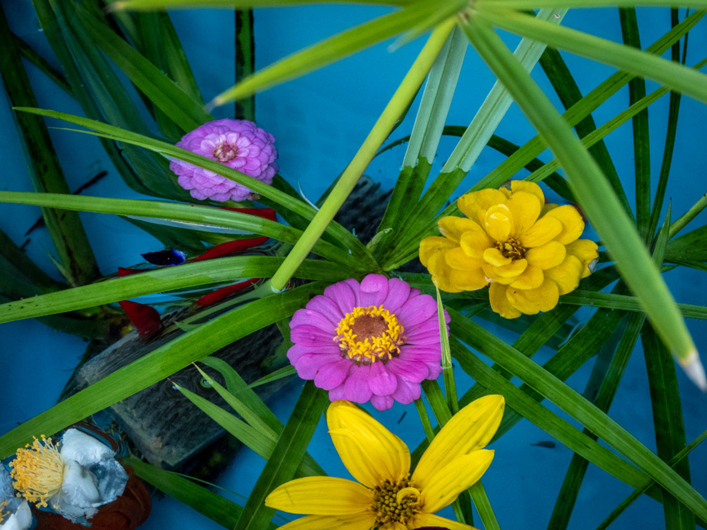 妻籠の花