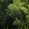 竹林１