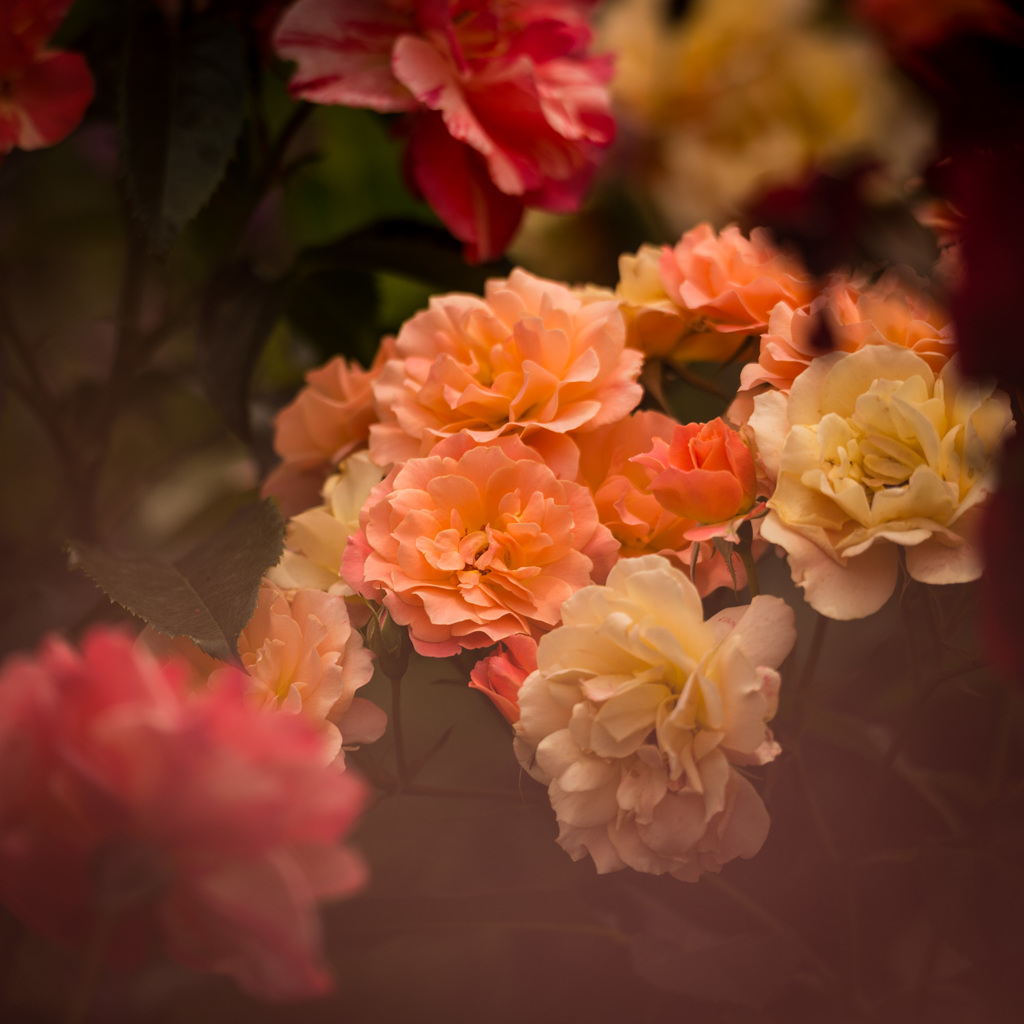 プライベートバラ園１