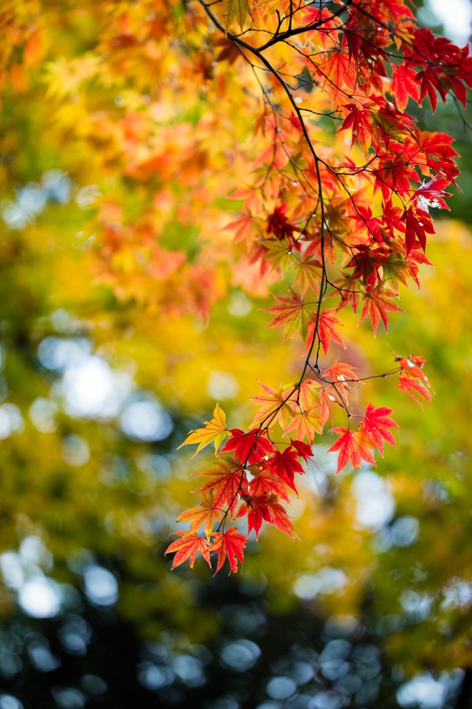 定光寺　薄日さす紅葉
