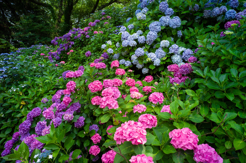 小山も花盛り　形原温泉あじさいの里