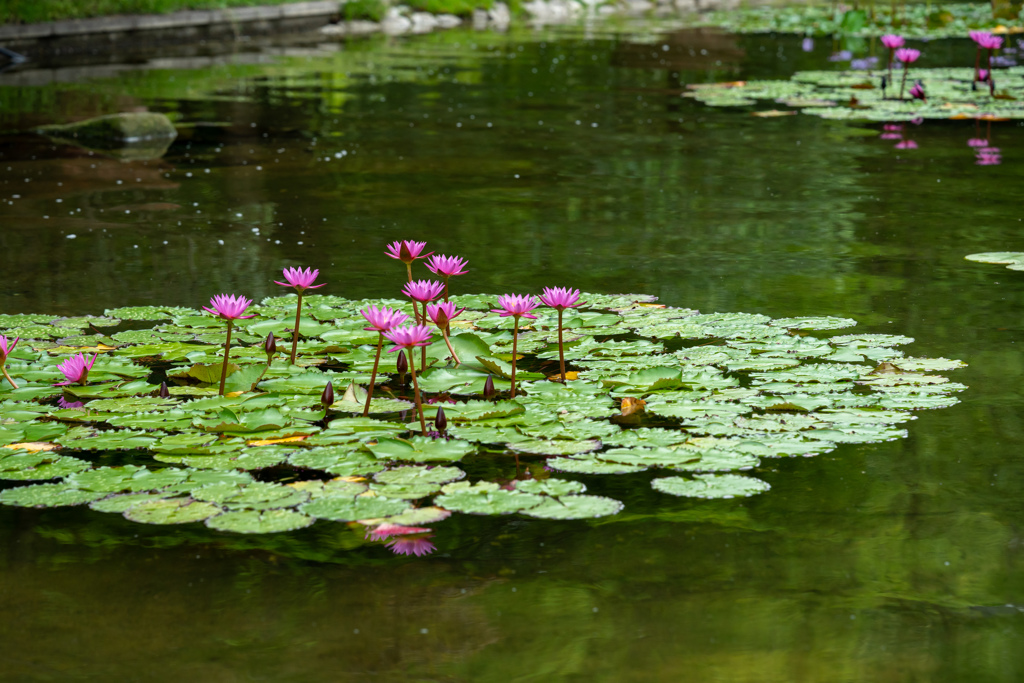 孤島の花