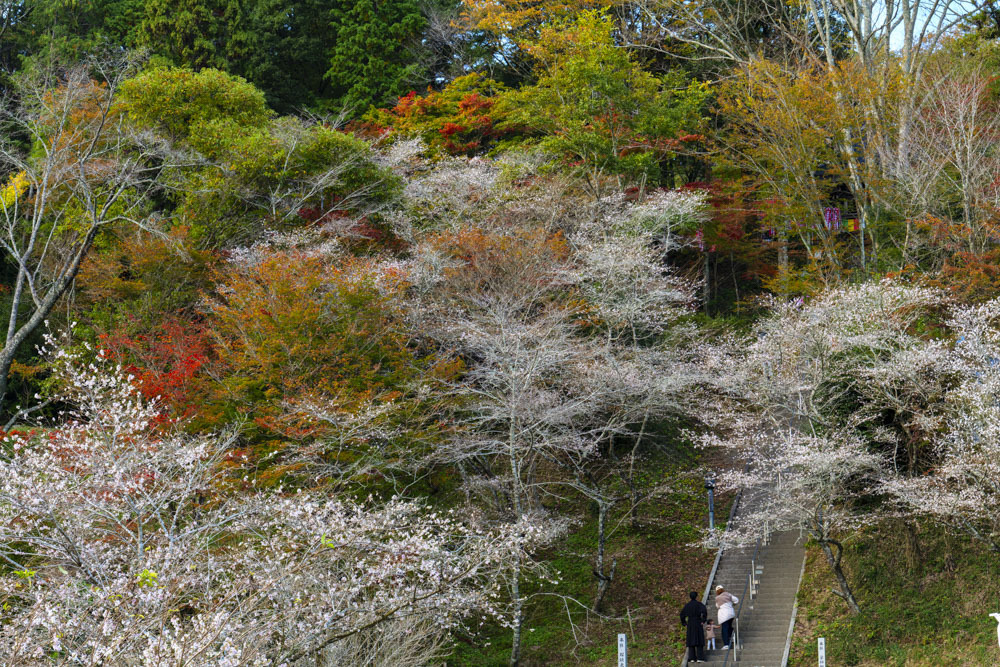 川見四季桜