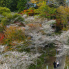 川見四季桜