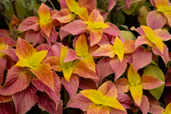 Coleus