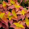 Coleus