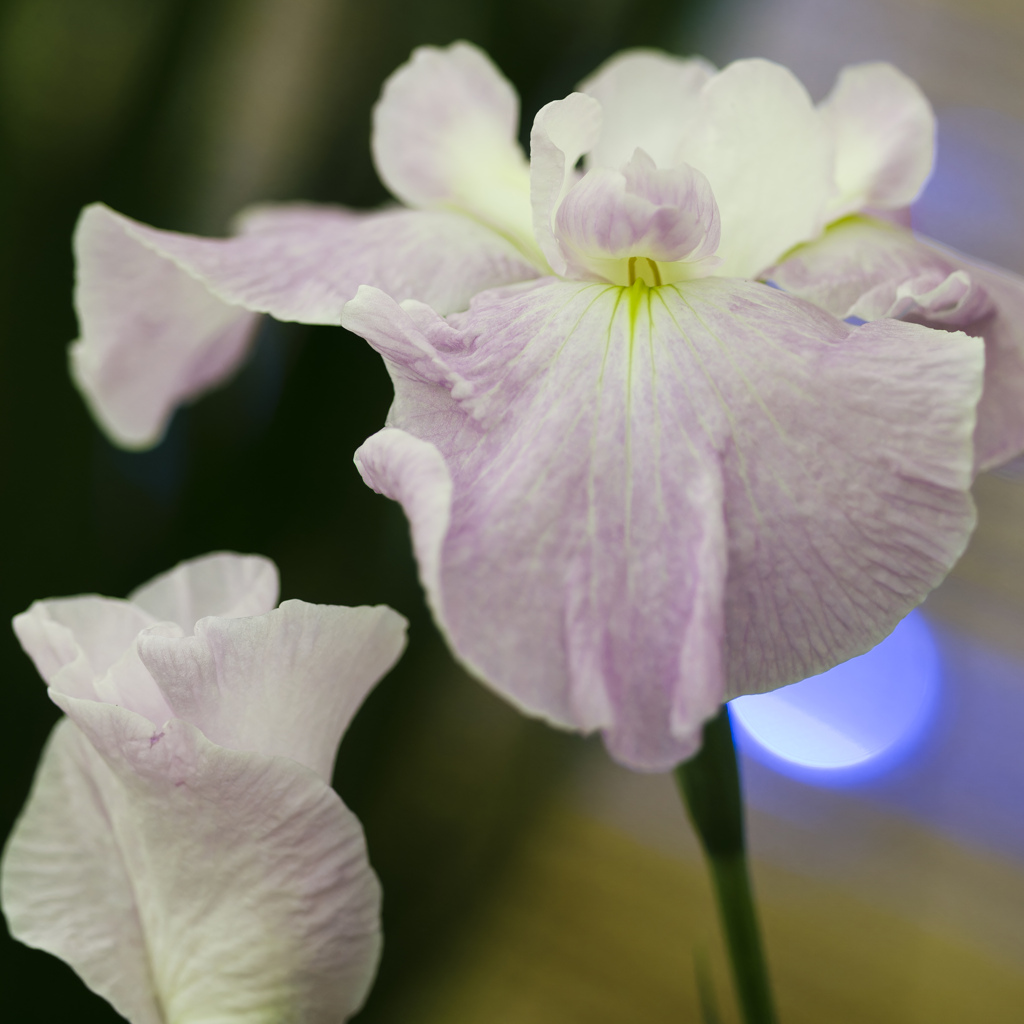 丹精込めた菖蒲