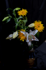 紫外線励起蛍光撮影　前