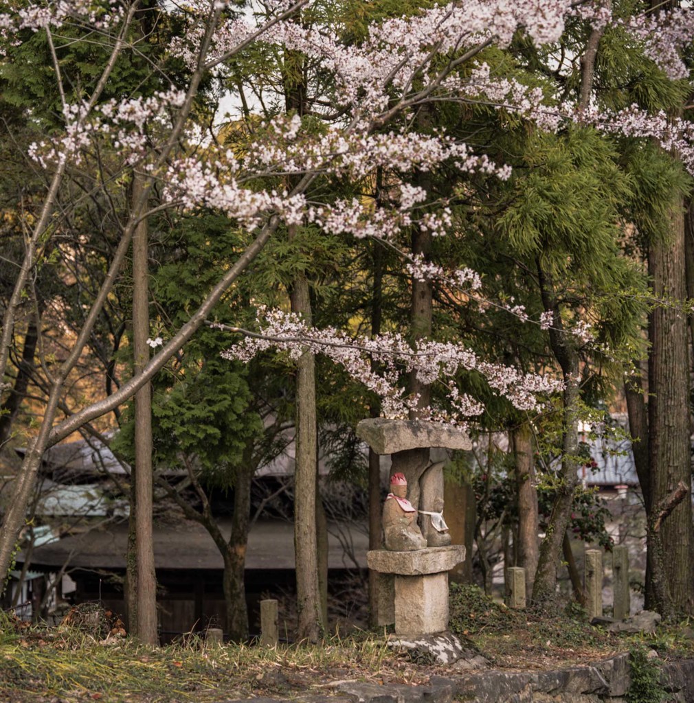 地蔵桜