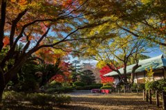 名古屋城　紅葉１