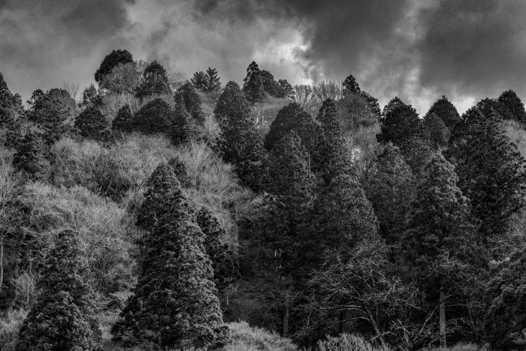 今時の紅葉山